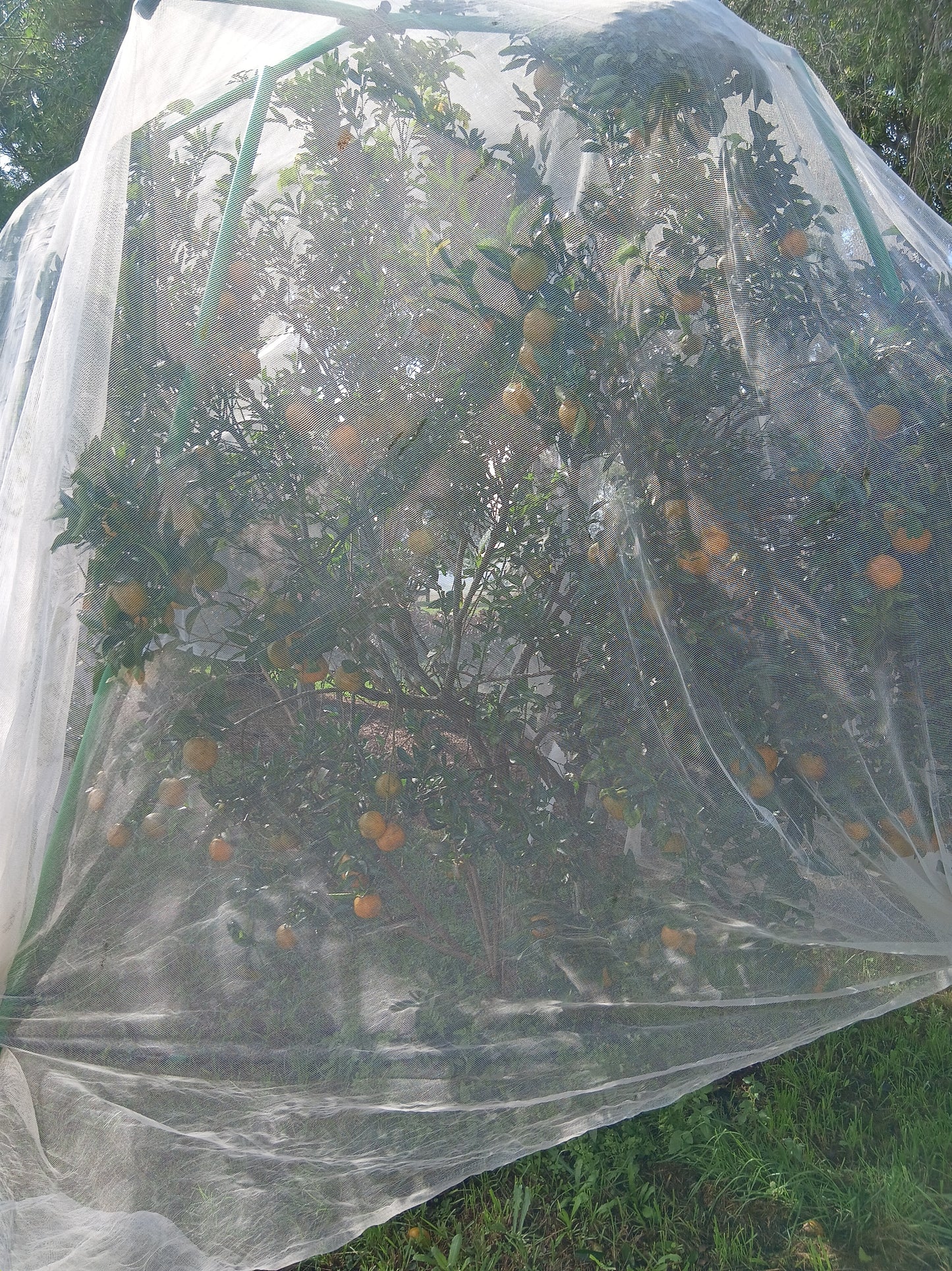 MANDARINS - Fresh Each