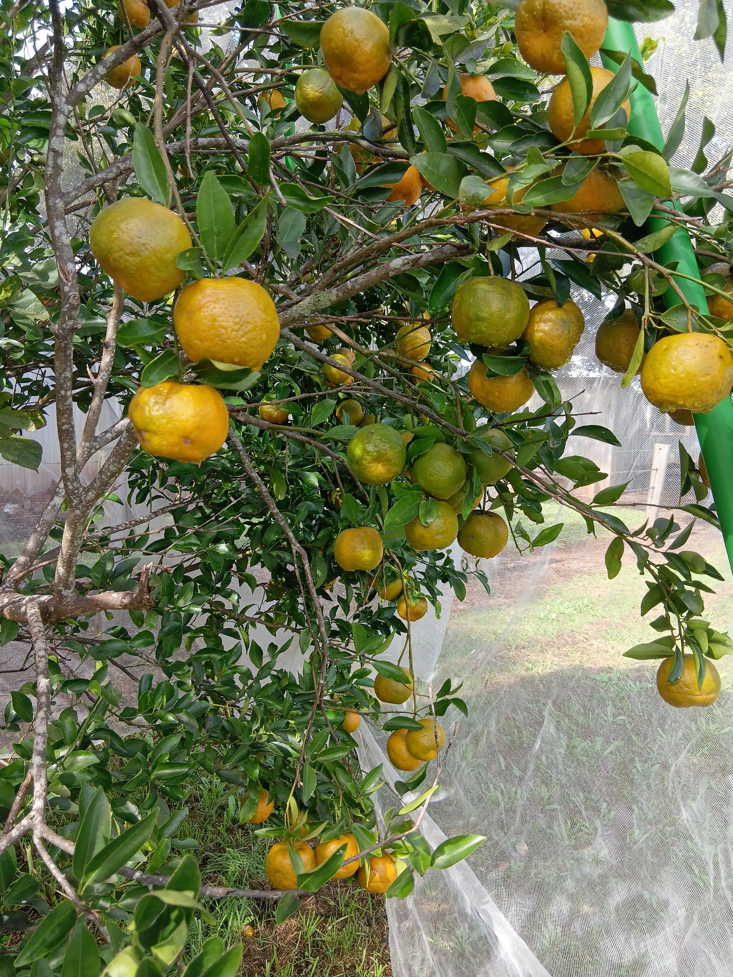 MANDARINS - Fresh per kg