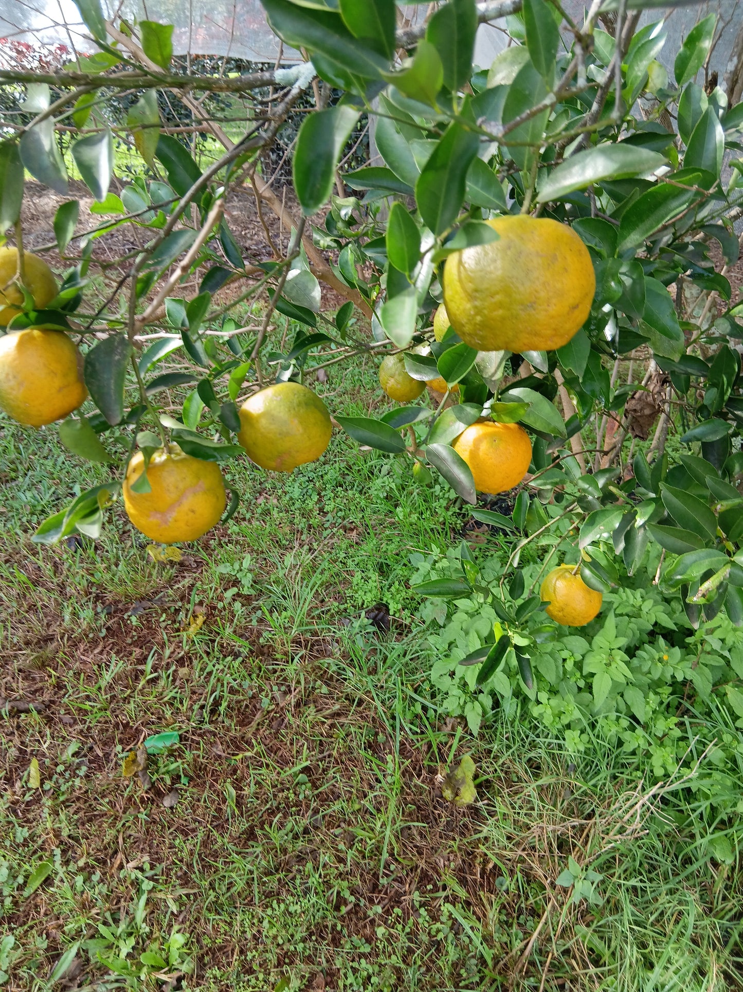 MANDARINS - Fresh Each