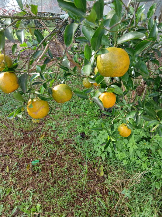 MANDARINS - Fresh per kg