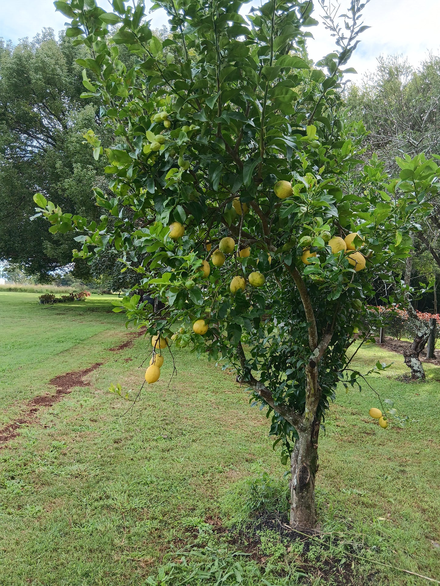 LEMONS - Fresh -Each