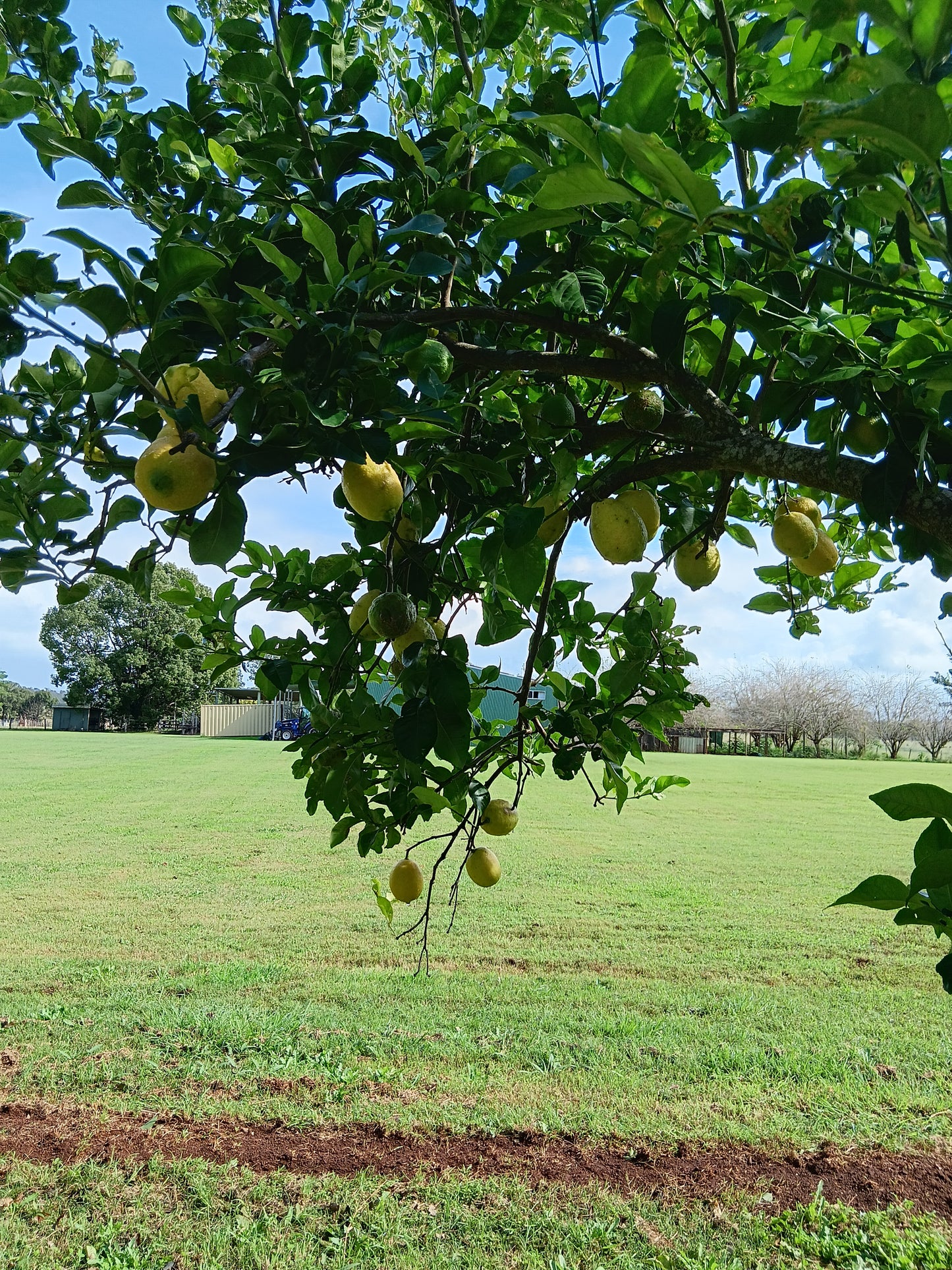 LEMONS - Fresh -Each